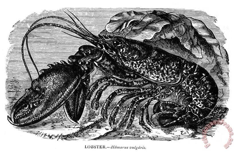 Others Lobster Art Print