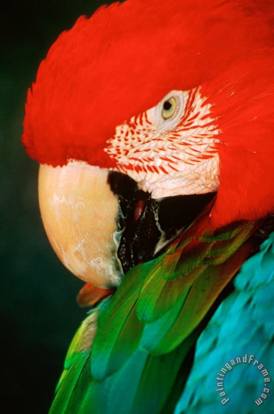 Others Macaw Portrait Art Print