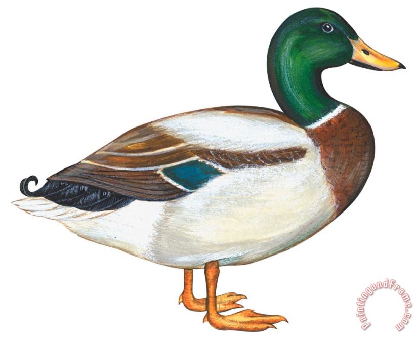 Others Mallard Duck Art Print