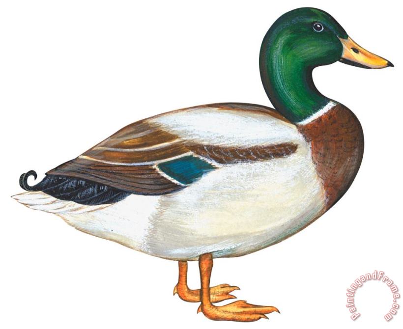 Others Mallard Duck Art Painting