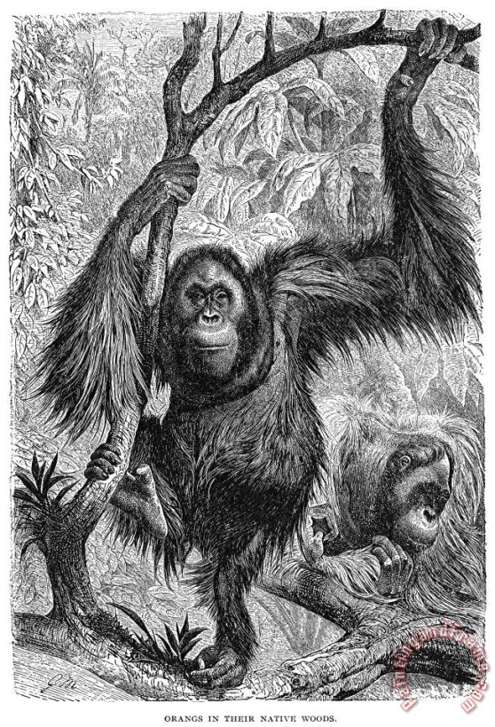 Orangutans painting - Others Orangutans Art Print