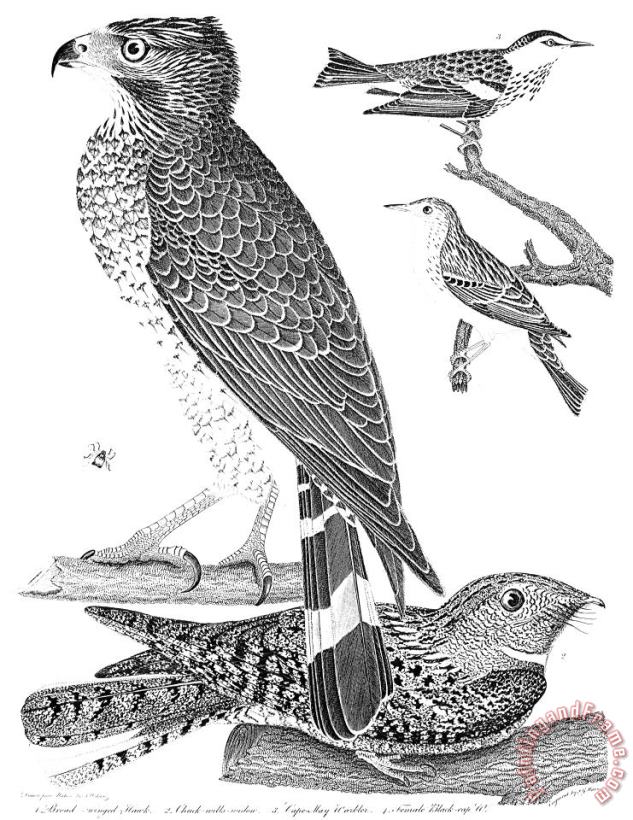 Others Ornithology, 1808-1814 Art Painting