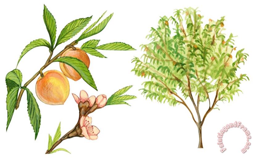Others Peach Tree Art Print
