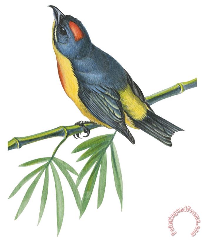 Others Philippine Flowerpecker Art Painting