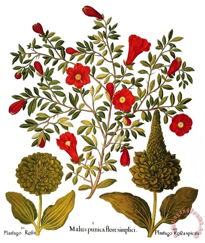 Others Pomegranate, 1613 Art Painting