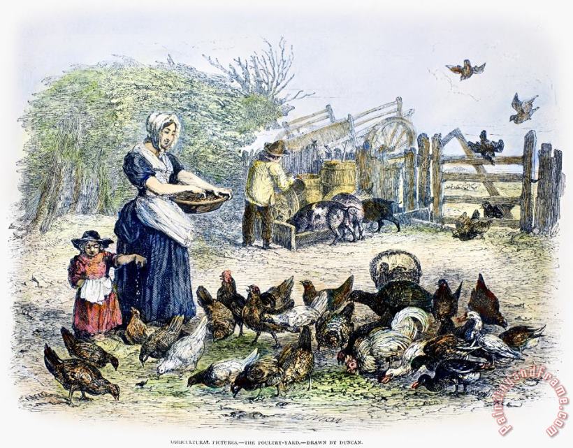 Others Poultry Yard, 1847 Art Painting
