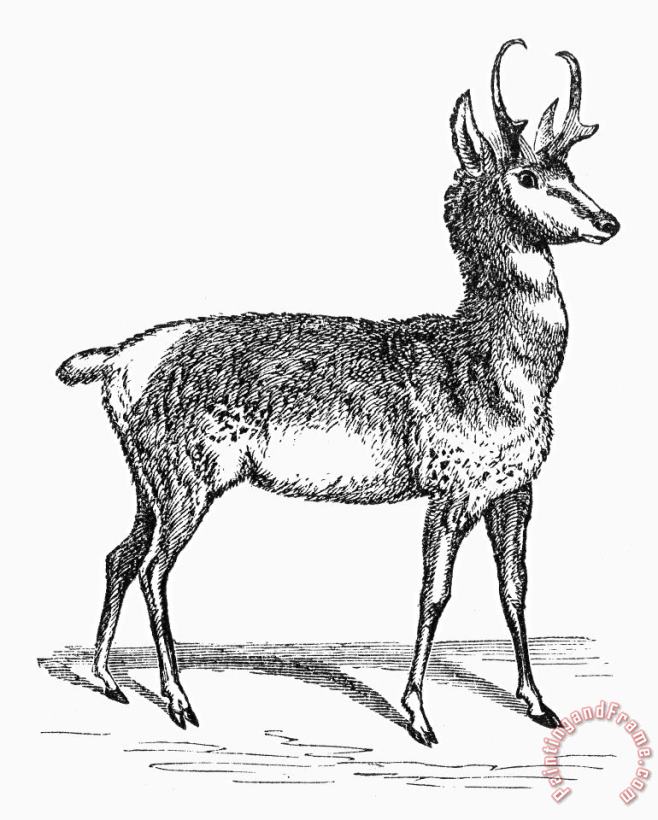 Others Prong-horn Antelope Art Print
