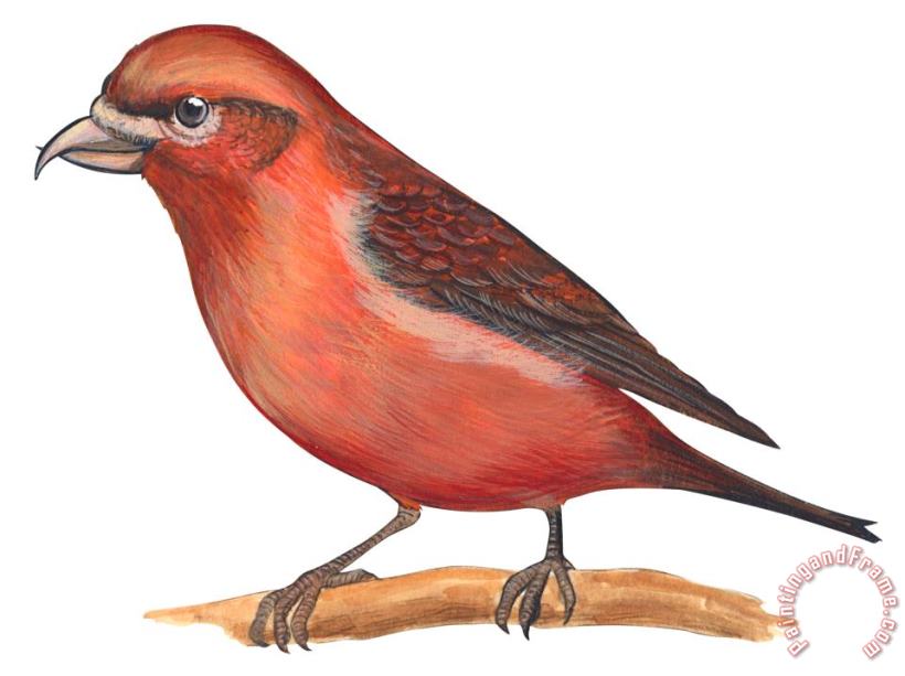 Red Crossbill painting - Others Red Crossbill Art Print