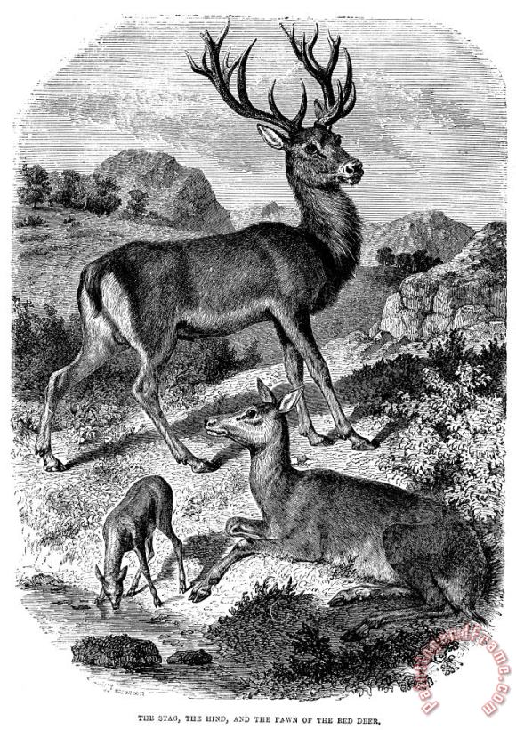 Red Deer painting - Others Red Deer Art Print