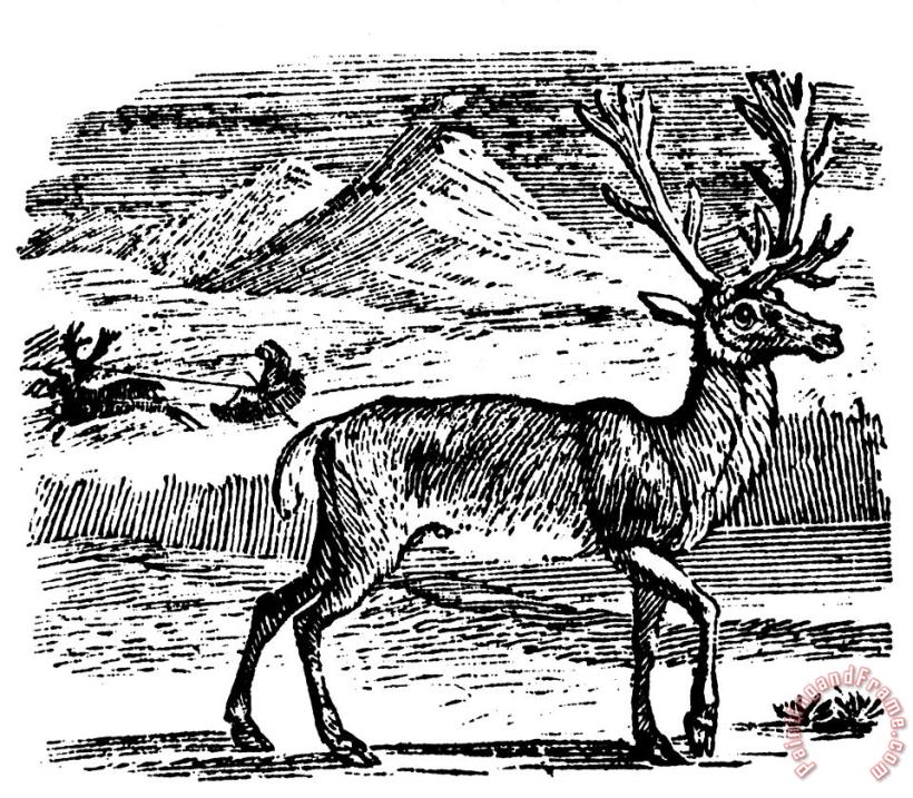 Reindeer/caribou painting - Others Reindeer/caribou Art Print
