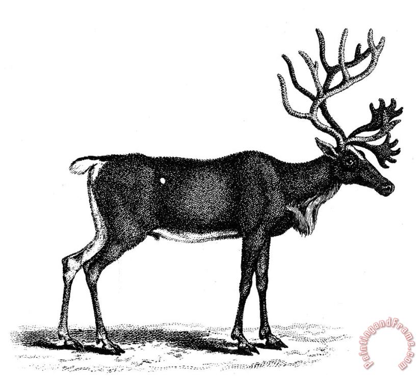 Reindeer/caribou painting - Others Reindeer/caribou Art Print