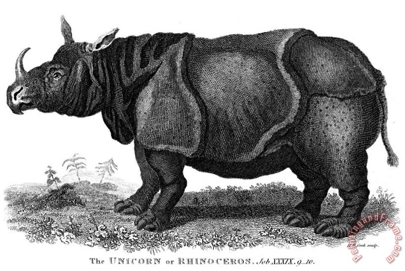 Others Rhinoceros Art Painting