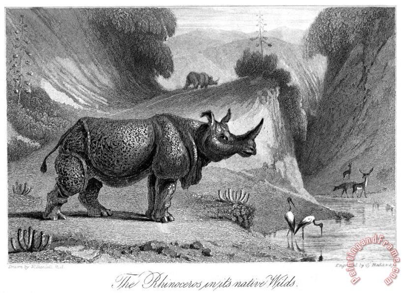 Others Rhinoceros Art Print