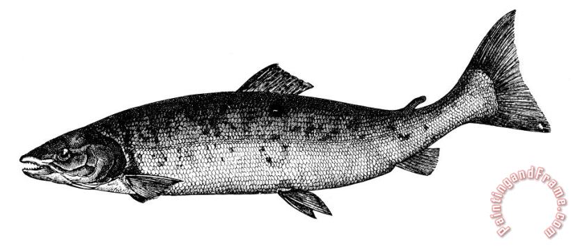 Others Salmon Art Print
