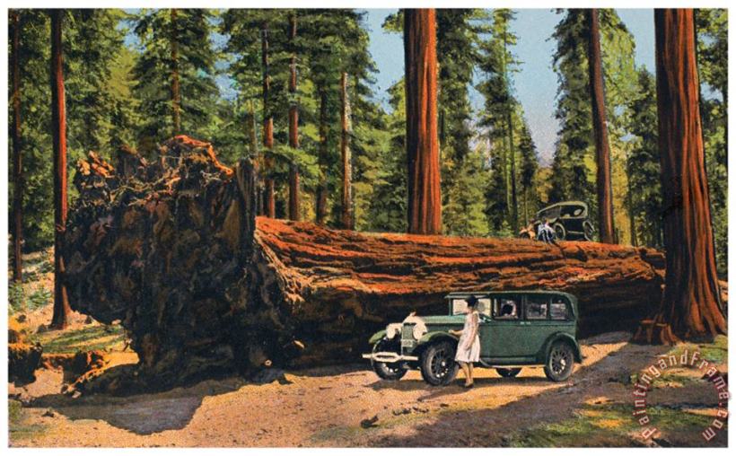Sequoia National Park painting - Others Sequoia National Park Art Print