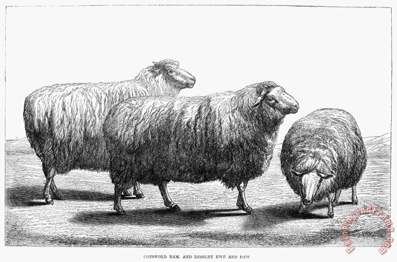 Others SHEEP, 19th CENTURY Art Print
