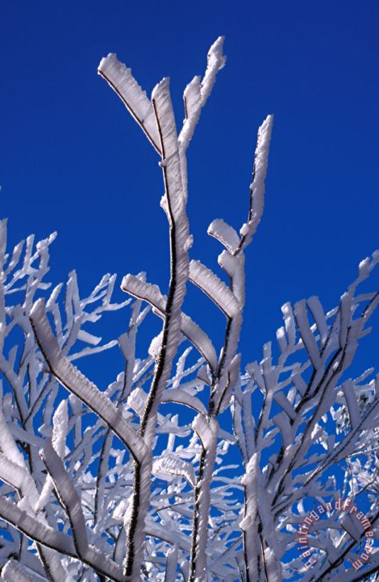 Others Snow And Ice Coated Branches Art Print