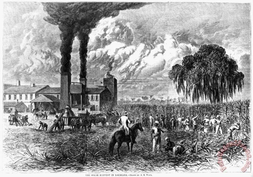 Others South: Sugar Plantation Art Print