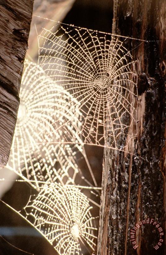 Others Spider Webs Art Print