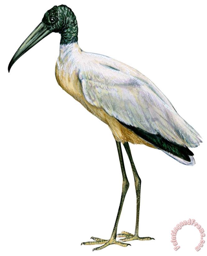 Stork painting - Others Stork Art Print