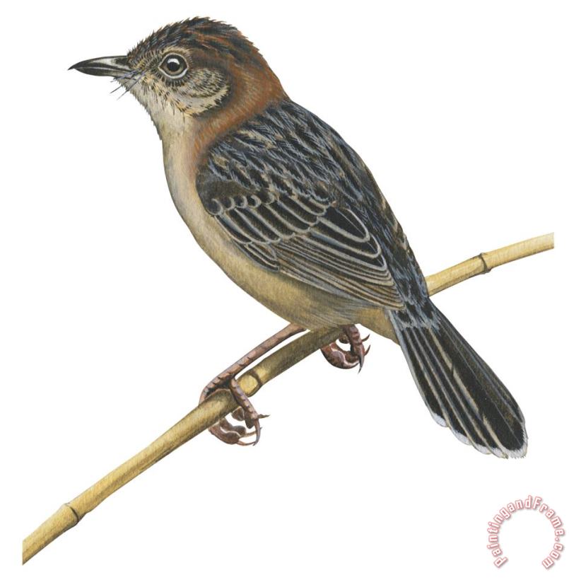 Others Stout Cisticola Art Painting