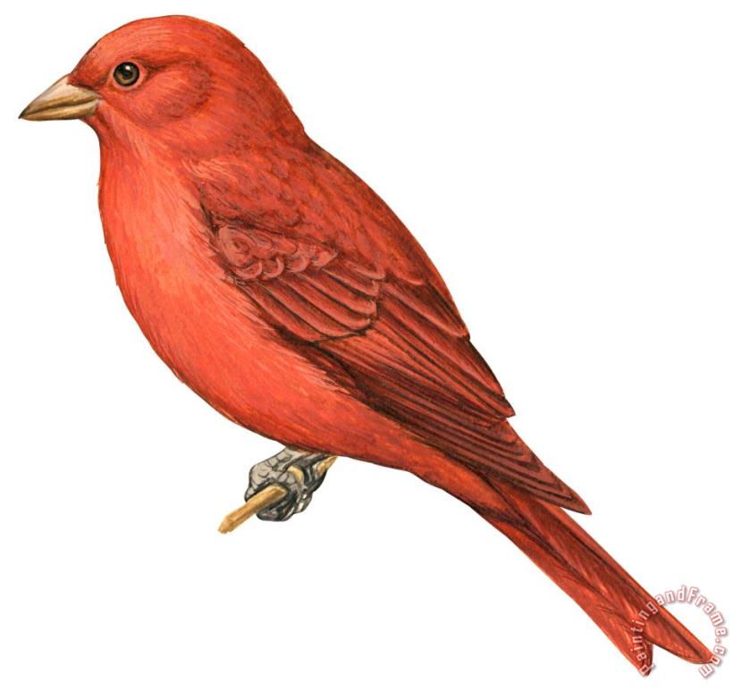 Others Summer Tanager Art Painting