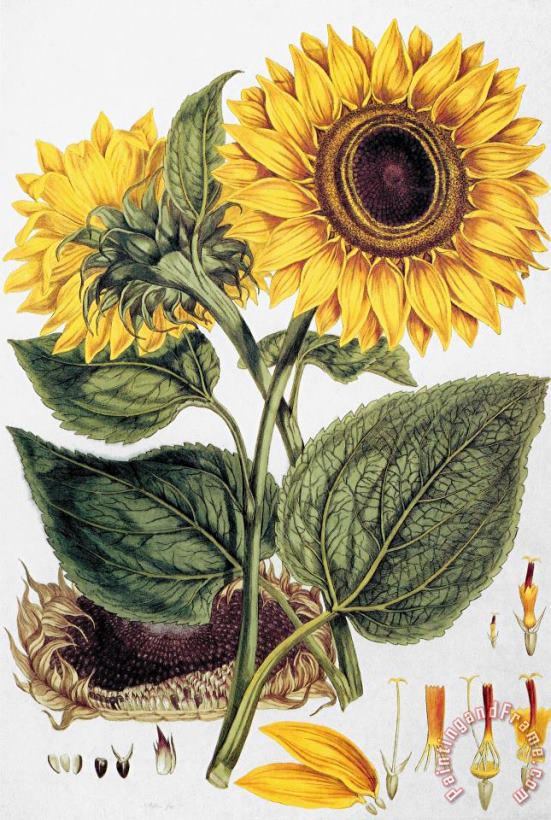 Sunflower painting - Others Sunflower Art Print
