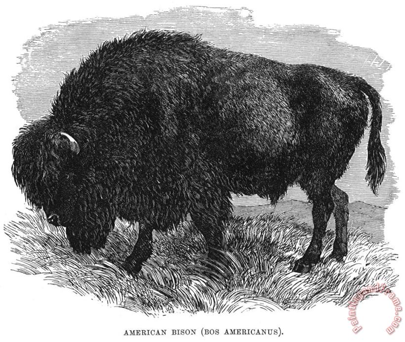 Others The Buffalo Art Print