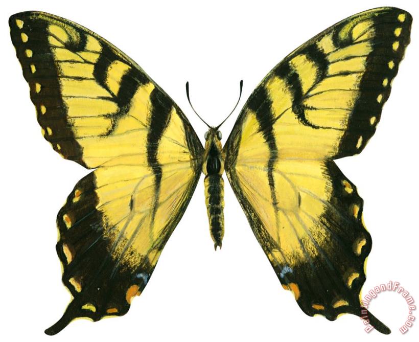 Tiger Swallowtail painting - Others Tiger Swallowtail Art Print