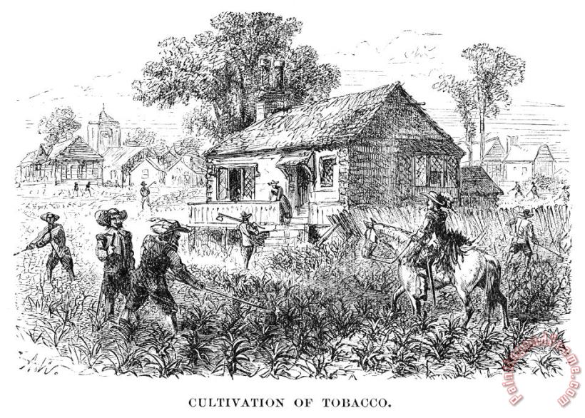 Others Tobacco Plantation Art Print