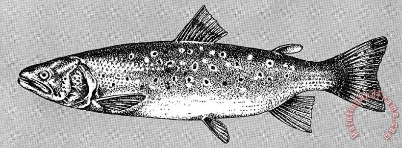Others Trout Art Print