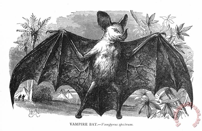 Vampire Bat painting - Others Vampire Bat Art Print