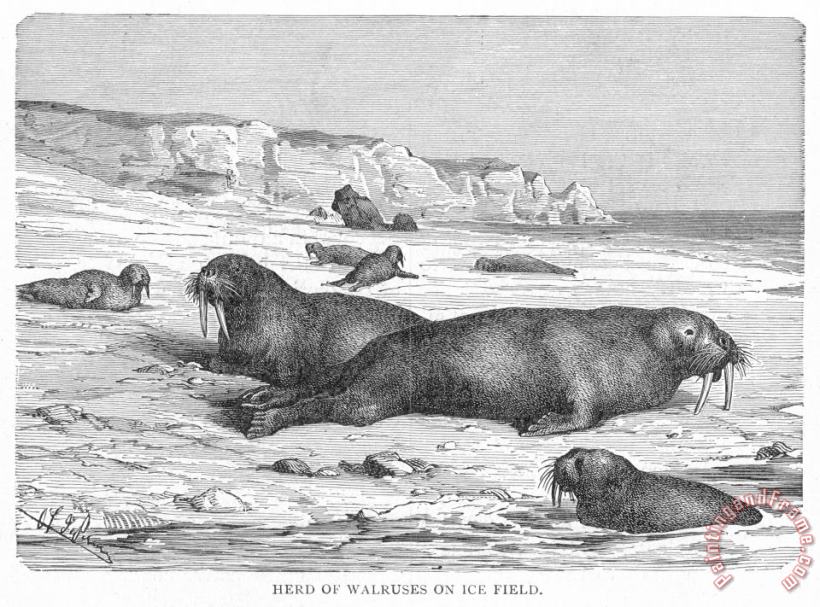 Walruses On Ice Field painting - Others Walruses On Ice Field Art Print