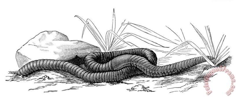 Others Zoology: Earthworm Art Print