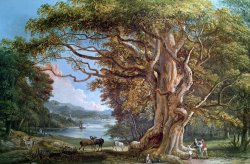 Paul Sandby - An Ancient Beech Tree painting