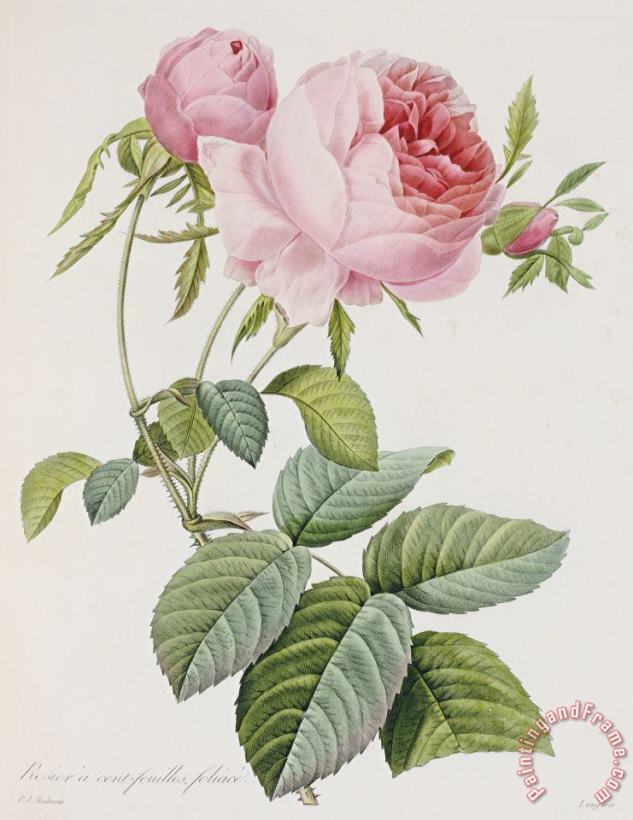 Pierre Joesph Redoute Rose Art Print