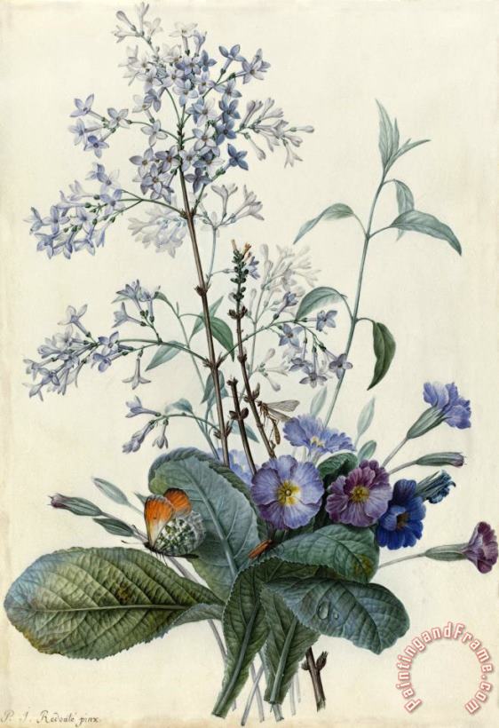 A Bouquet of Flowers with Insects painting - Pierre Joseph Redoute A Bouquet of Flowers with Insects Art Print