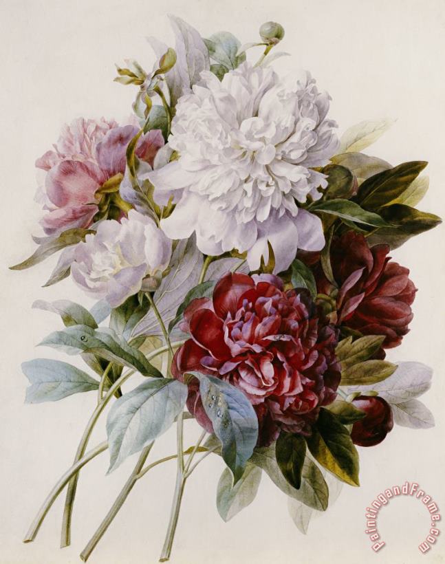 Pierre Joseph Redoute A Bouquet Of Red Pink And White Peonies Art Painting