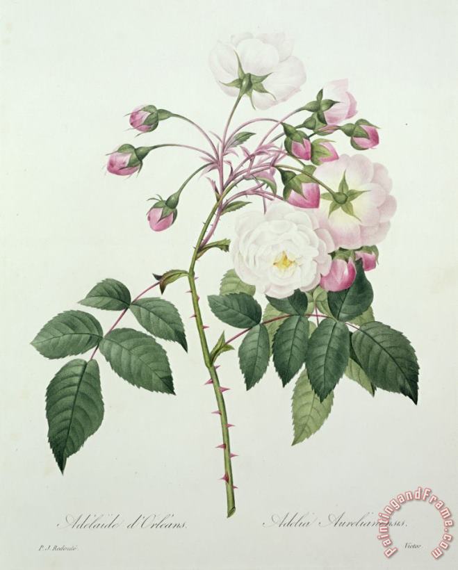 Adelia aurelianensis painting - Pierre Joseph Redoute Adelia aurelianensis Art Print