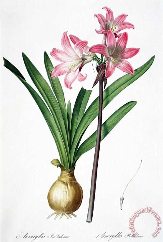 Pierre Joseph Redoute Amaryllis Belladonna From Les Liliacees Engraved By De Gouy Art Print
