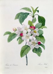 Pierre Joseph Redoute Apple Blossom