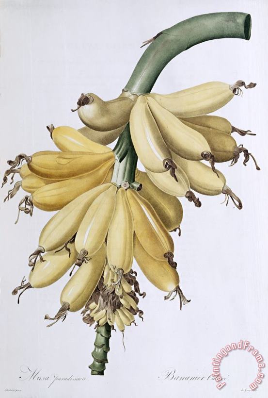 Banana painting - Pierre Joseph Redoute Banana Art Print