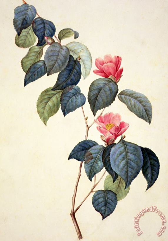 Camellia Japonica painting - Pierre Joseph Redoute Camellia Japonica Art Print