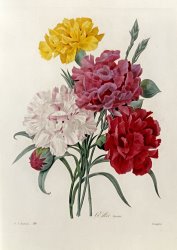 Pierre Joseph Redoute Carnations