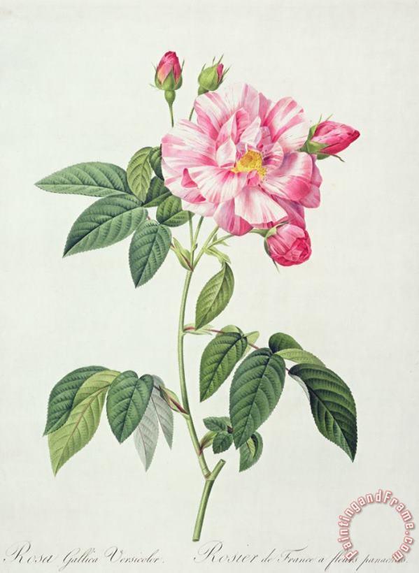 Pierre Joseph Redoute French Rose Art Print