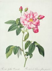 Pierre Joseph Redoute French Rose