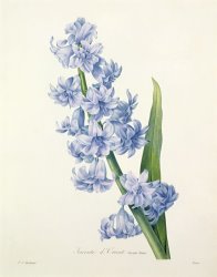Pierre Joseph Redoute Hyacinth