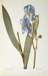 Pierre Joseph Redoute Iris Pallida