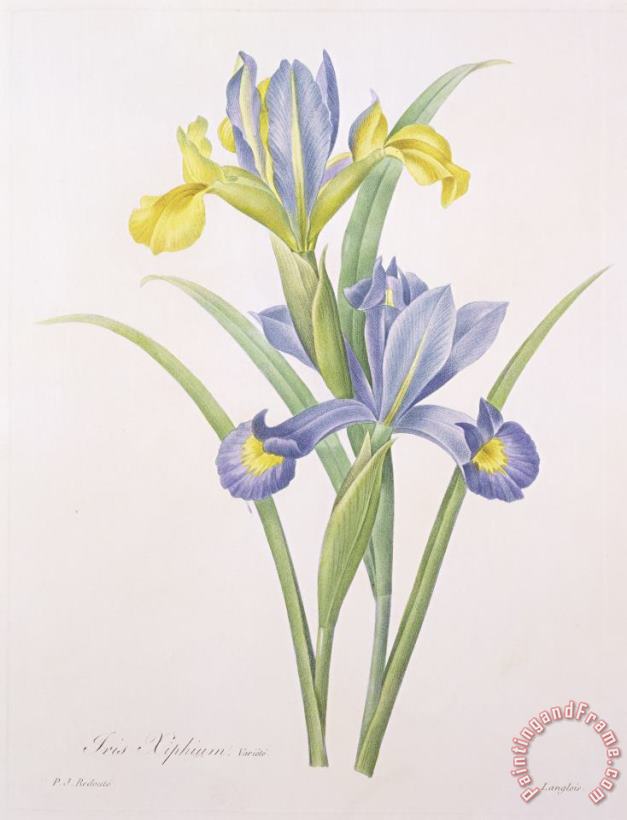 Iris xiphium painting - Pierre Joseph Redoute Iris xiphium Art Print