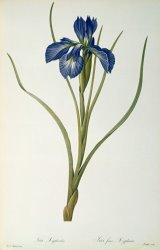 Pierre Joseph Redoute Iris Xyphioides